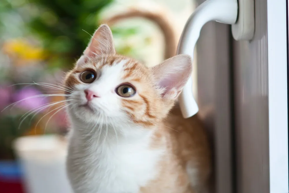 Cat door fitted to a security screen