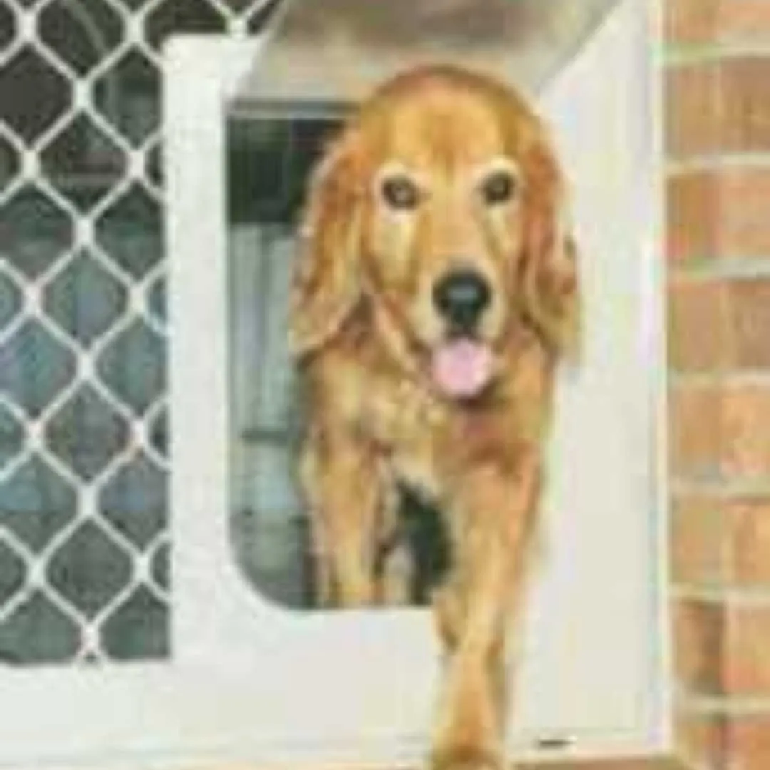 Large pet security screen door