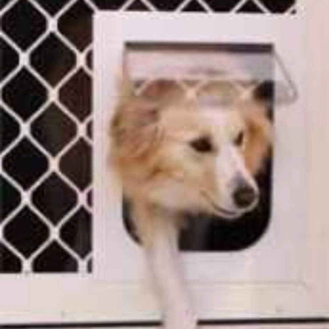 Medium pet security screen door