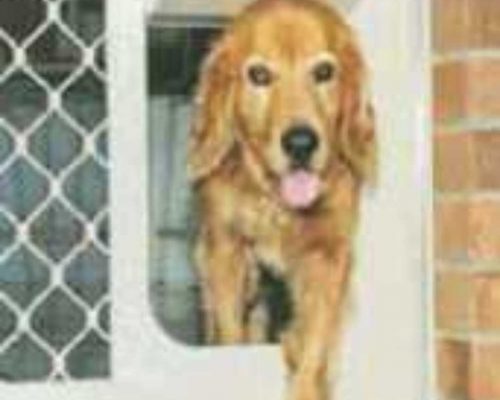 classicsecurity-petdoors-large